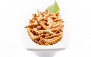 Les protéines d'insectes, une alternative aux protéines animales