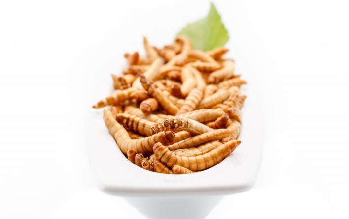 Les protéines d'insectes, une alternative aux protéines animales